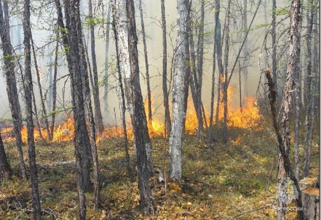 В двух районах Якутии высокий риск лесных пожаров