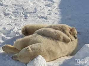 Белых медвежат зоопарка «Орто Дойду» назвали Вилюй и Яна