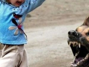 В Якутске 10-летнего ребенка укусила соседская собака