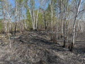 Якутянин отказался платить за лесной пожар, который он устроил