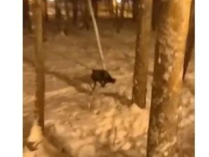 Видеофакт: В парке в Якутске поселилась чернобурая лиса