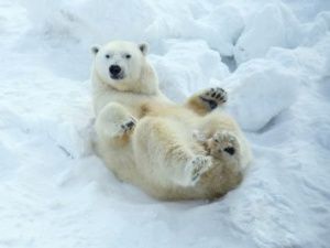 Колымана в положении?