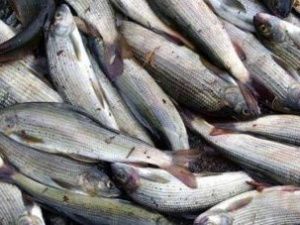 Рыбаки-браконьеры выловили в реке Томпо рыбу на полмиллиона рублей