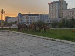 Нашелся хозяин задержанных в центре Якутска лошадей