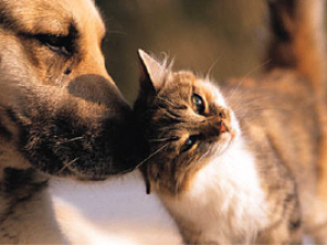 Владельцев домашних животных могут оштрафовать за уклонение от регистрации питомцев  