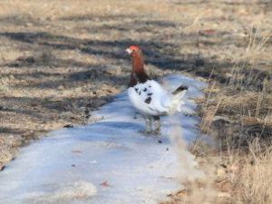 Хозяйка тундры: Весна пришла, и ничего тут не поделаешь...