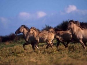 Экс-директор якутской фермы пойдет под суд за мошенничество
