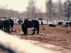 В Якутии коневодческая база газифицирована за счет господдержки