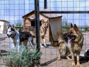 Пункт передержки животных города Якутска передан Благотворительному фонду "Помоги выжить"