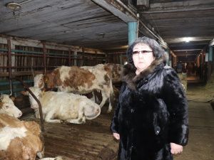 В «Полюсе Холода» родился телёнок Арктика