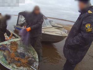 В Якутии за незаконный вылов сибирских осетров задержаны братья 78 и 74 лет