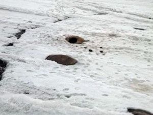 Мэрия Якутска:  Трупы девяти лошадей, вмерзших в лёд на озере в районе СОТ «Птицевод» будут убраны