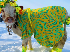 Корова Сардаана стала обладательницей приза зрительских симпатий