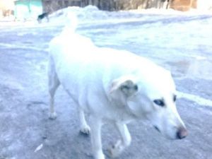 СОБАЧЬЕ СЕРДЦЕ: ОНО ТОЖЕ СПОСОБНО ЛЮБИТЬ! Пес прошел десятки километров, чтоб вернуть свою любимую