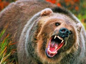 В Якутии рыбак спас друга, которого медведь уволок из палатки 