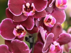 В ботаническом саду СВФУ открылась выставка-ярмарка редких орхидей