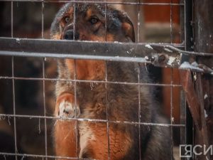 В Якутске собака искусала женщину