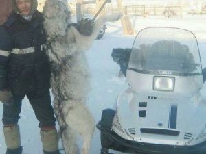 Он убил волка голыми руками: Анабарцы рассказали о силе духа Олега Туприна