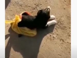 В Якутске засунули в пакет щенка и выкинули на помойку