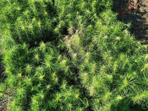 В Якутии  стартует ежегодная Всероссийская акция «Сохраним лес»