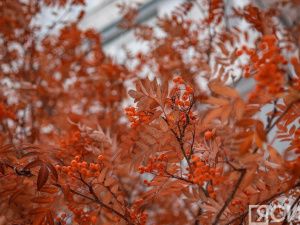 Анна и Савва Скирдники 10 сентября 2023 года: история, запреты и приметы праздника