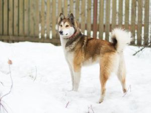 В Чурапчинском улусе нерадивым хозяевам собак выданы предписания  