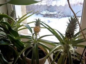 Якутянин вырастил у себя на подоконнике ананасы