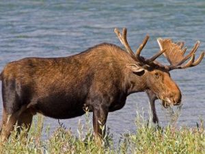 Минэкологии Якутии проведет очередную жеребьевку по распределению разрешений на охоту