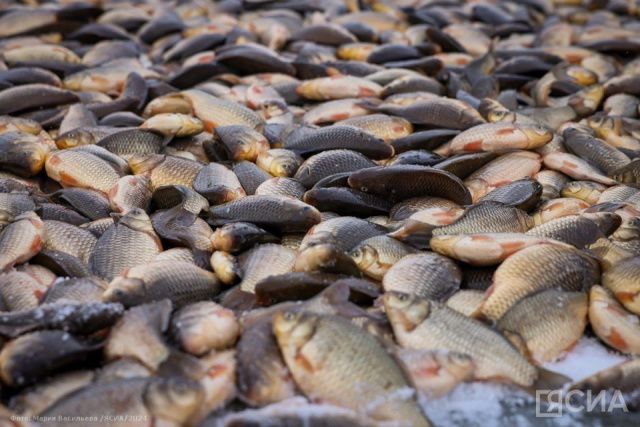 Районы Якутии передали часть улова с традиционной подледной рыбалки бойцам СВО