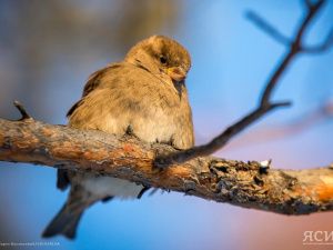 Никонов день: что нельзя и можно делать 5 апреля