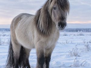 В районе Жатая неизвестные злоумышленники закололи двух лошадей прямо в поле: у одной забрали только ногу