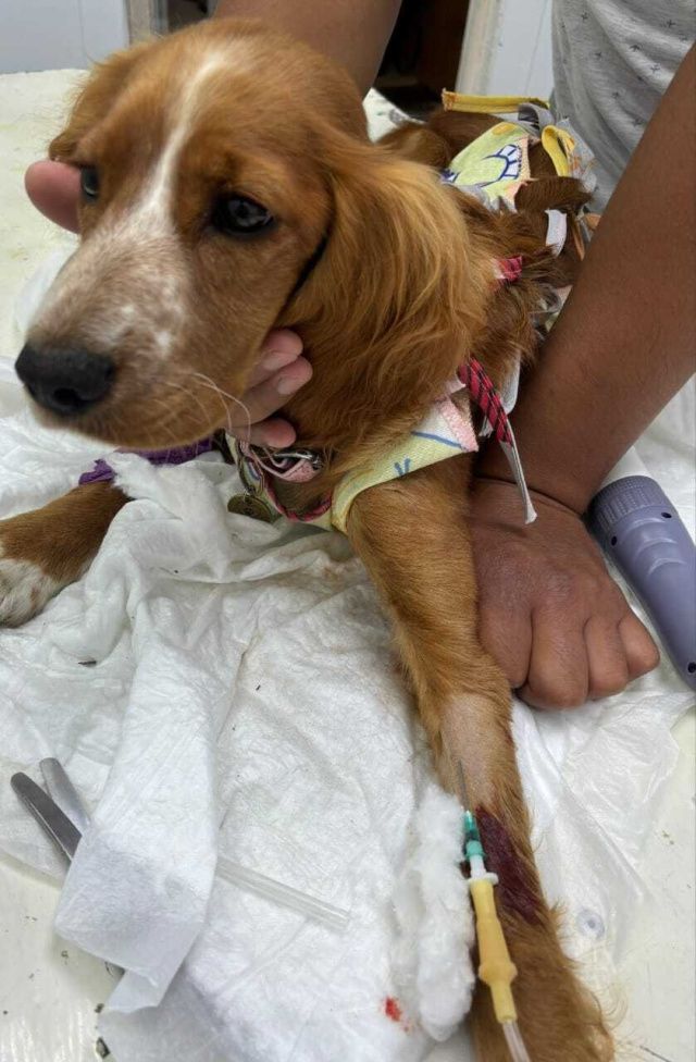 В Якутии щенок проглотил игрушку-антистресс и попал на хирургический стол