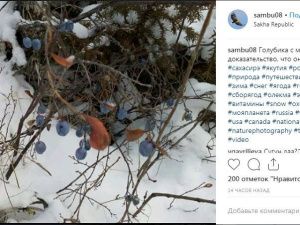 Фотофакт: якутянки собирают голубику в ноябре