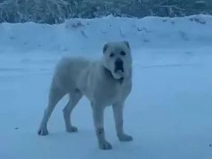 Нерадивые хозяева недружелюбного алабая еще не найдены!