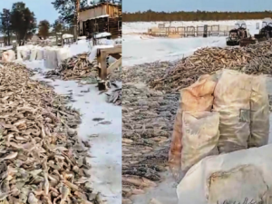 Экологи проводят проверку в связи с взбудоражившим якутян видео