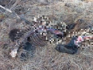 Разорванную тушу медведя обнаружили в пяти км от села в Верхневилюйском районе Якутии