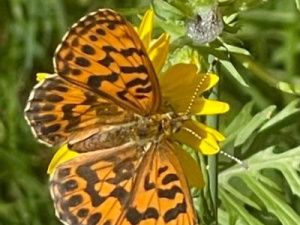 В Якутии продлен запрет на посещение лесов