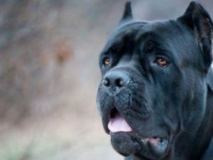 В Якутске у двух собак обнаружен бруцеллёз. Они умерщвлены