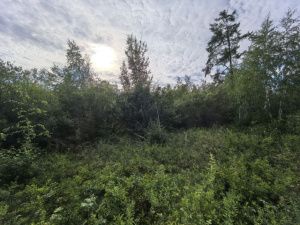 После драки 17-летний юноша ушел в лес и пропал без вести