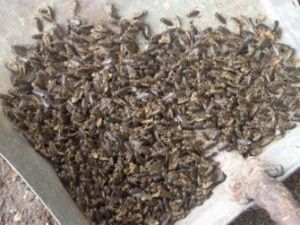 В Гидрометцентре пояснили, откуда появился "дождь из клопов" в Якутии