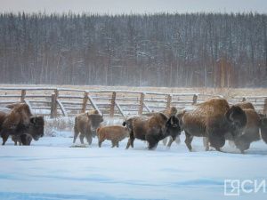 Ценные призы могут получить якутяне за видеоролик о своем зимнем путешествии