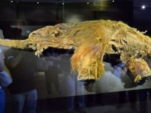 Ученым удалось «разбудить» клетки древнего мамонта