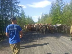 Спасатели вернули эвакуированных коров в родной Ыыстах в Верхоянье