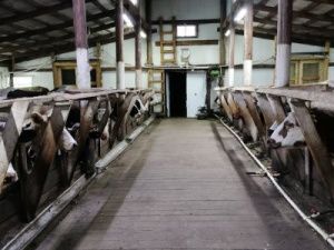 Олег Иринеев: Подготовка хозяйств к зимне-стойловому периоду идет планомерно