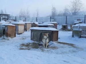 Айсен Николаев поручил взять дополнительные анализы на бруцеллез в якутском приюте
