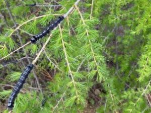 Шелкопряд распространяется в лесах Якутии из-за засухи и пожаров