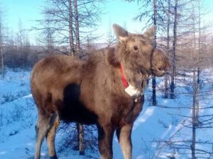 Верхоянского лосенка Бээчэ выпустили на волю
