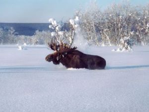 Сроки охоты в Якутии будут изменены