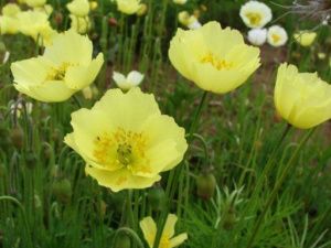 Надежда Данилова:  «Над составлением Красной книги Якутии работал большой коллектив ученых»