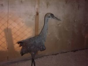 «Он уже не сможет летать».  В «Орто Дойду» привезли птенца журавля, найденного в Черском  